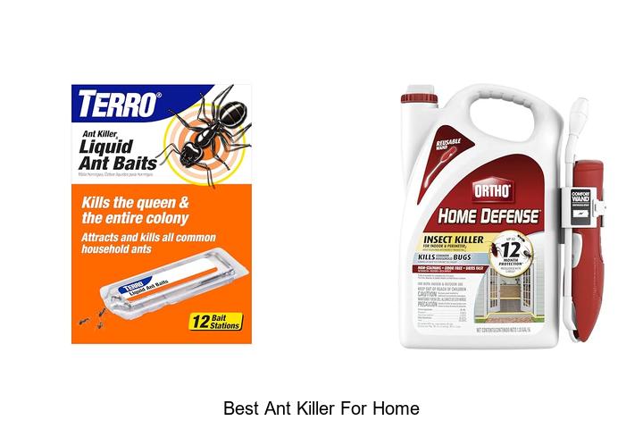 best ant killer for home
