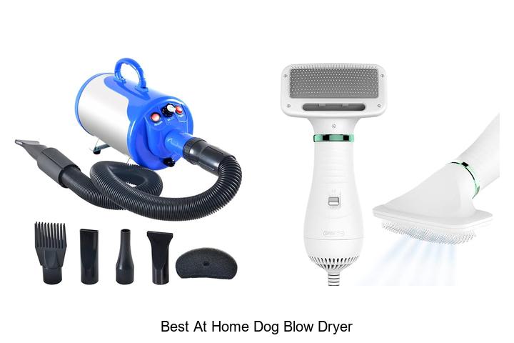 best at home dog blow dryer