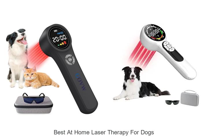best at home laser therapy for dogs