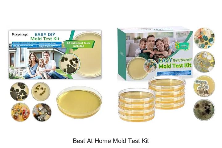best at home mold test kit