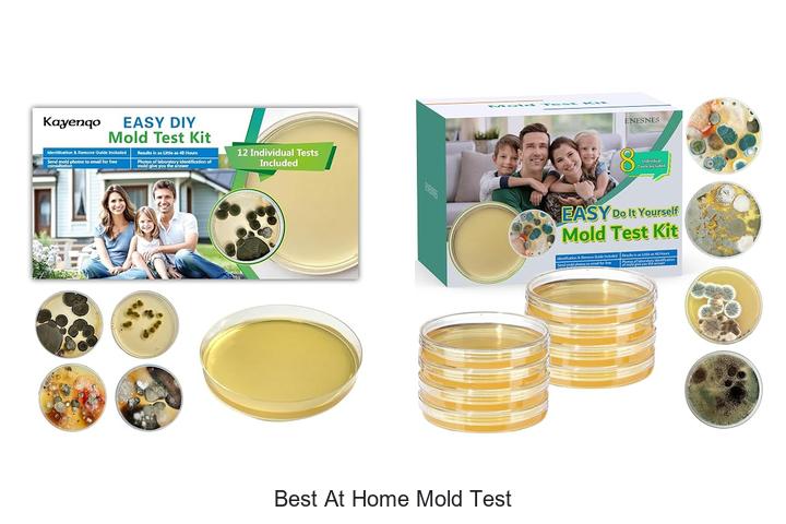 best at home mold test
