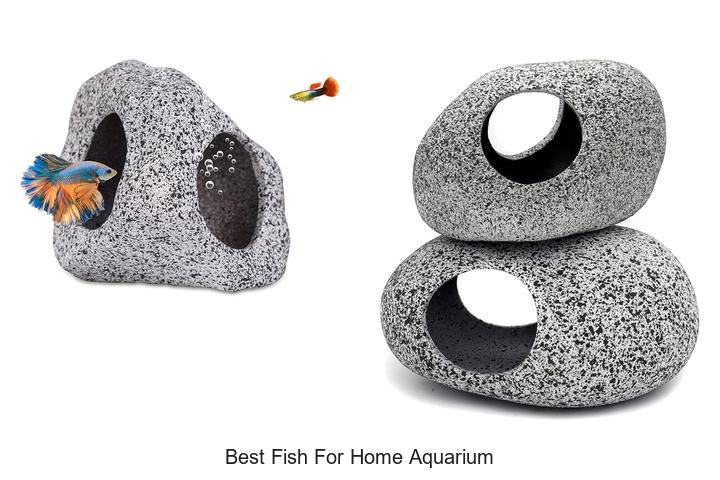 best fish for home aquarium