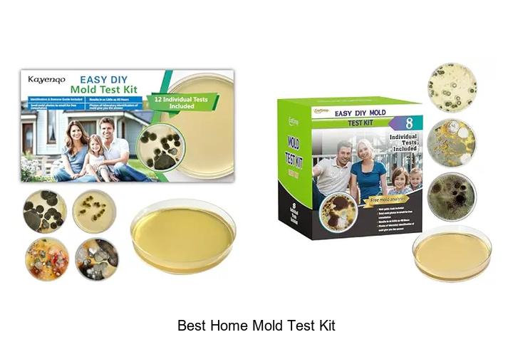 best home mold test kit