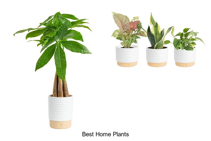 best home plants