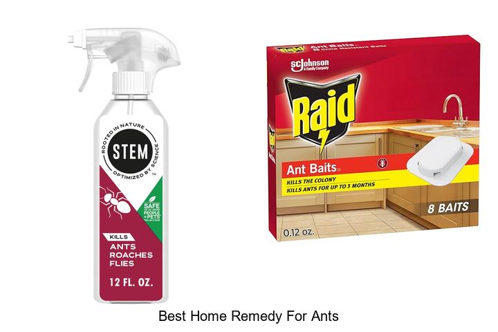 best home remedy for ants
