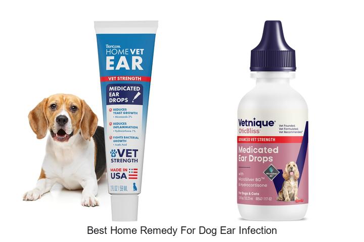 best home remedy for dog ear infection