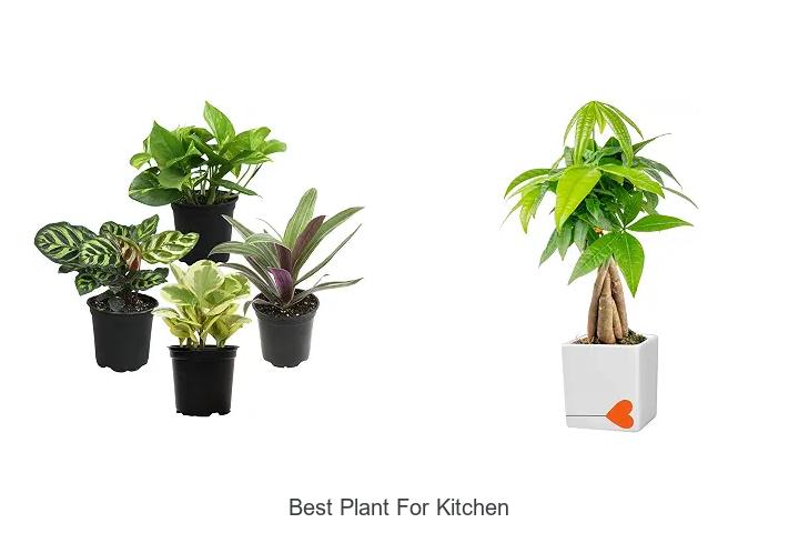 best plant for kitchen