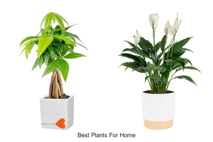 best plants for home