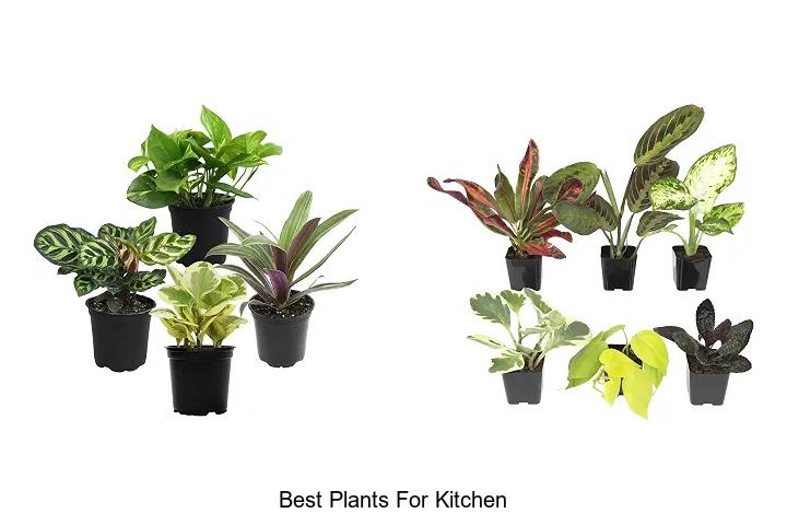best plants for kitchen
