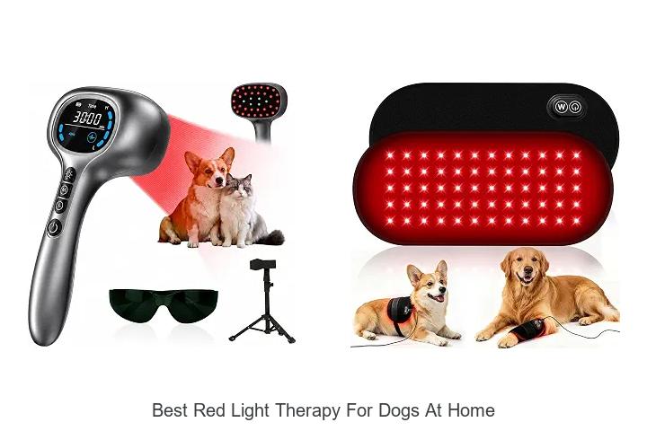 best red light therapy for dogs at home