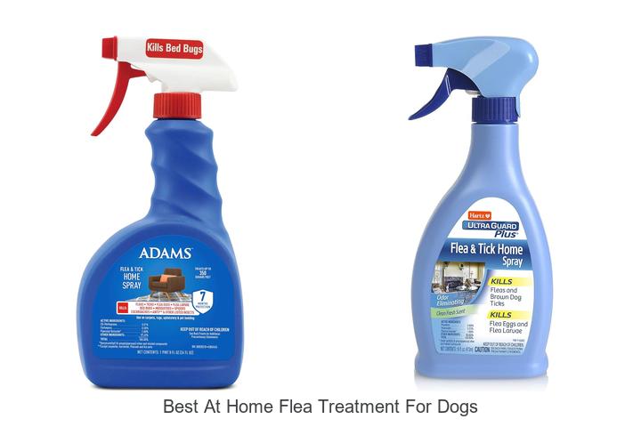 best at home flea treatment for dogs