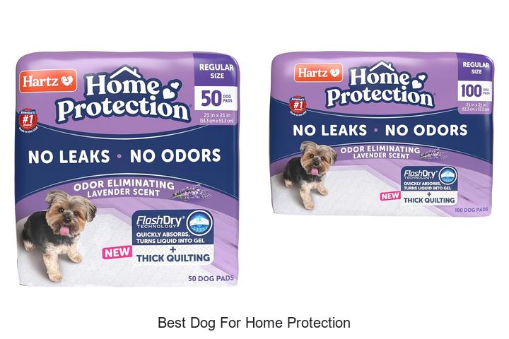 best dog for home protection