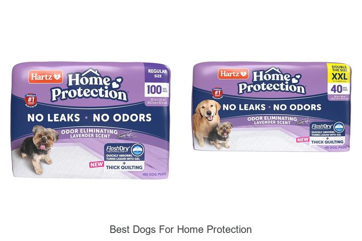 best dogs for home protection