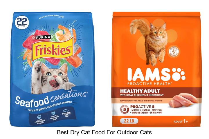 best dry cat food for outdoor cats