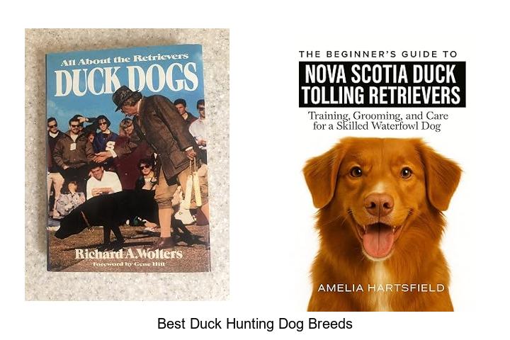 best duck hunting dog breeds