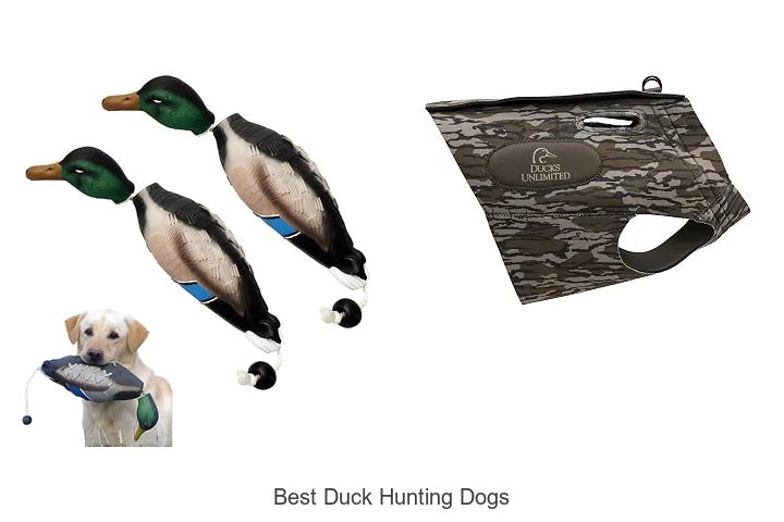 best duck hunting dogs