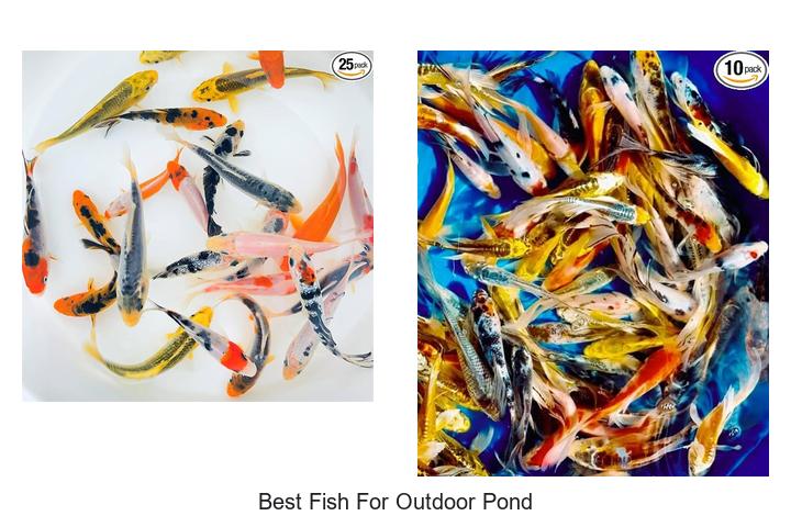 best fish for outdoor pond