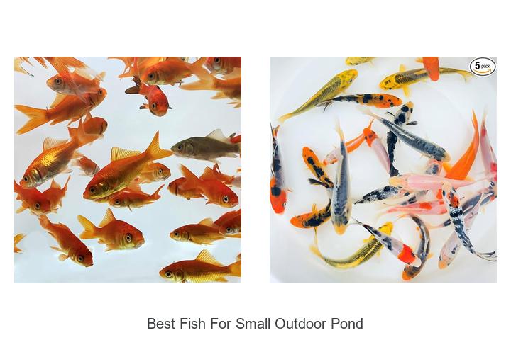 best fish for small outdoor pond