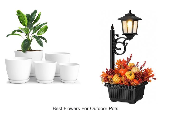 best flowers for outdoor pots