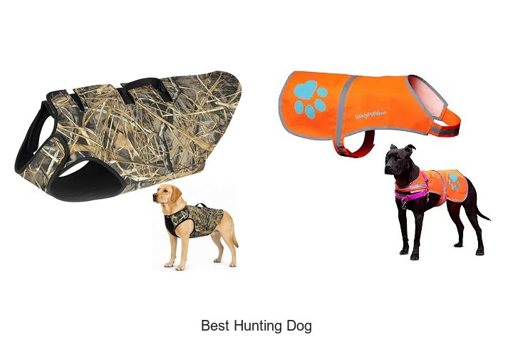 best hunting dog