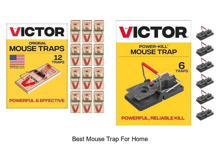 best mouse trap for home