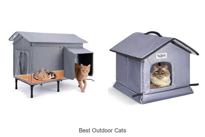 best outdoor cats