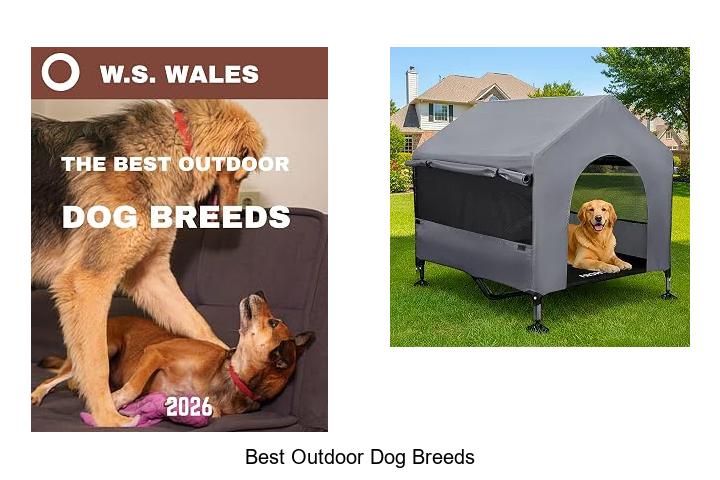 best outdoor dog breeds