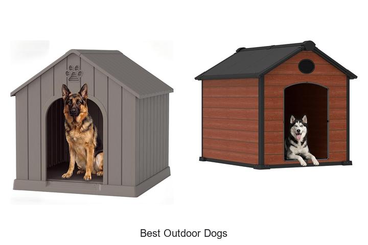 best outdoor dogs