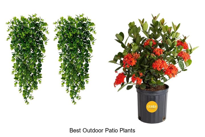 best outdoor patio plants