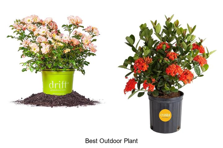 best outdoor plant