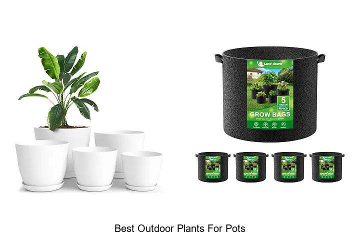 best outdoor plants for pots