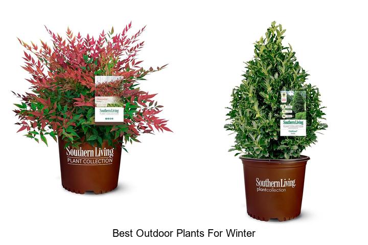 best outdoor plants for winter
