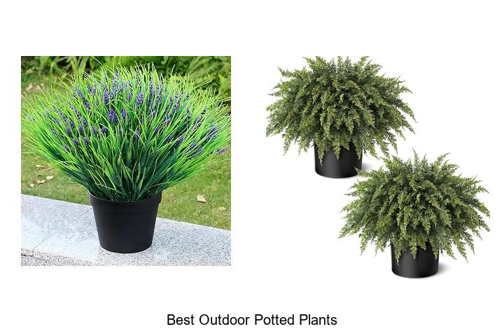 best outdoor potted plants