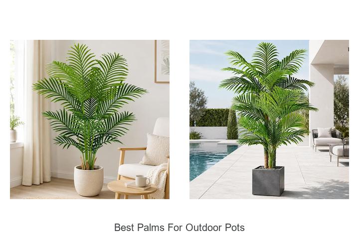 best palms for outdoor pots