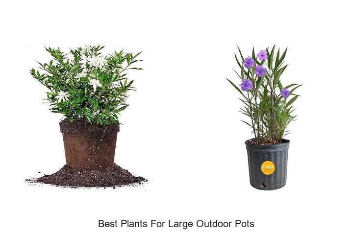 best plants for large outdoor pots
