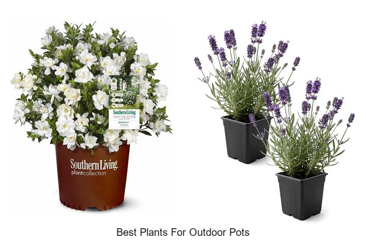 best plants for outdoor pots
