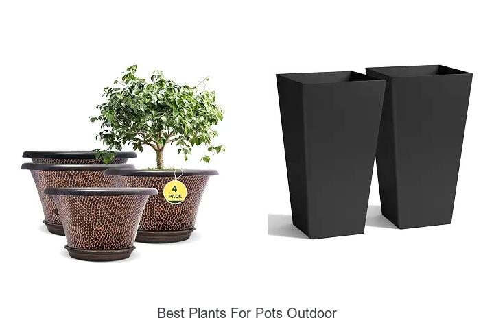 best plants for pots outdoor
